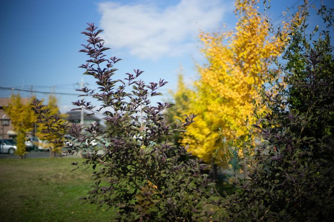レンズ(単焦点) Voigtlander NOKTON Classic 40mm F1.4 SC