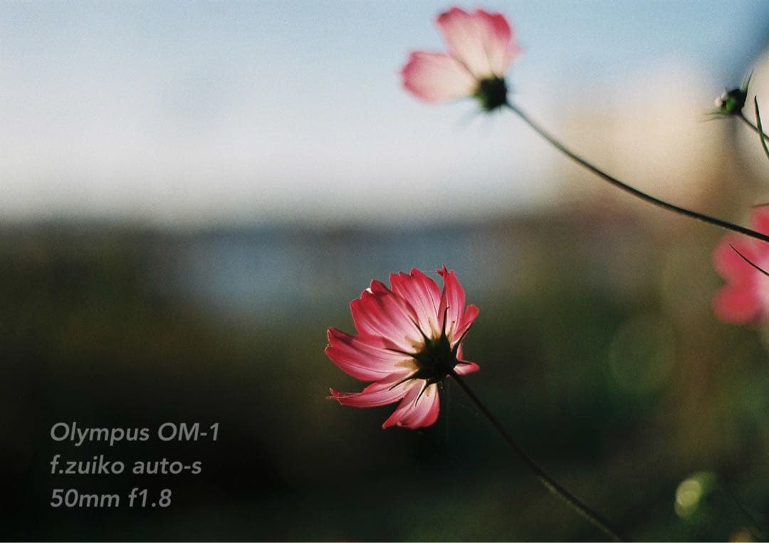 OLYMPUS OM-1★完動品＊美品＊初期保証★作例多数★