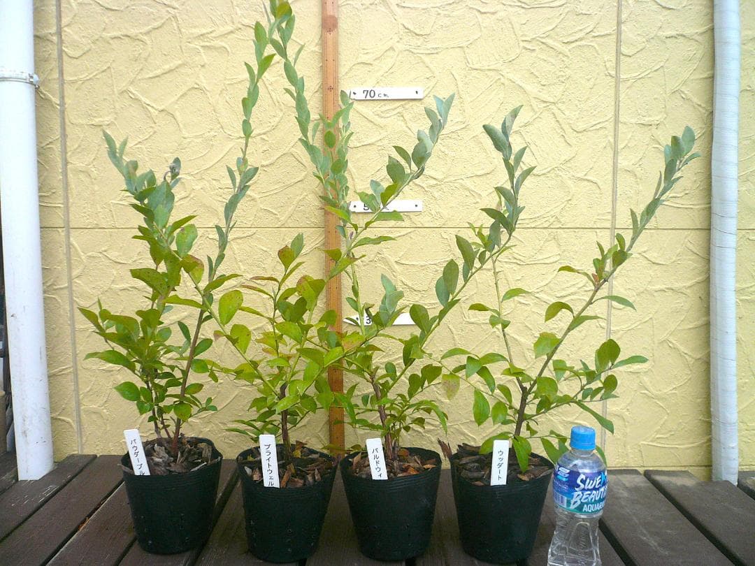 ブルーベリーの苗木【ぼんさんオーダー品】　５号ポット　７品種　７本セット