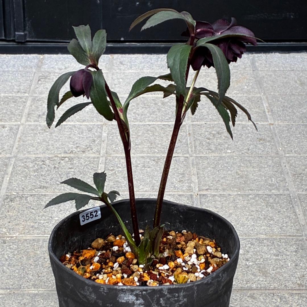 ま*こ様 3552☘️蕾花付き☘️親株☘️⭐️クレオパトラ⭐️小中輪⭐️超多弁⭐