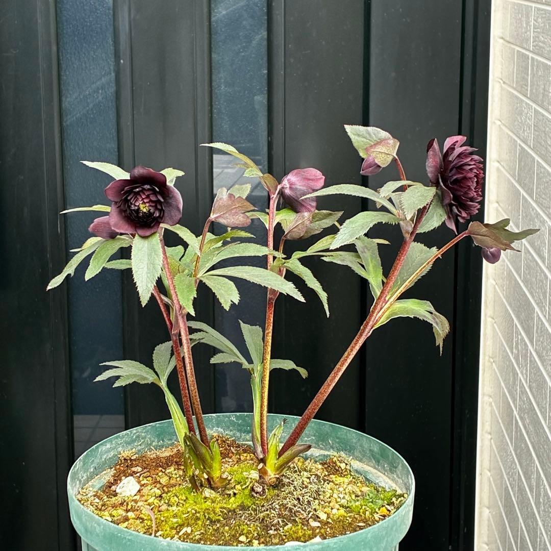 ま*こ様 3552☘️蕾花付き☘️親株☘️⭐️クレオパトラ⭐️小中輪⭐️超多弁⭐