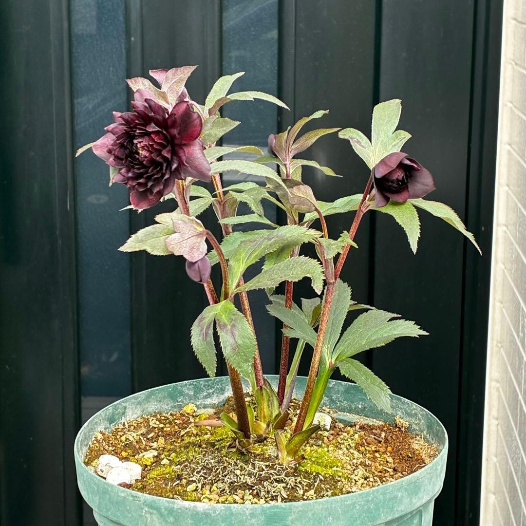 ま*こ様 3552☘️蕾花付き☘️親株☘️⭐️クレオパトラ⭐️小中輪⭐️超多弁⭐