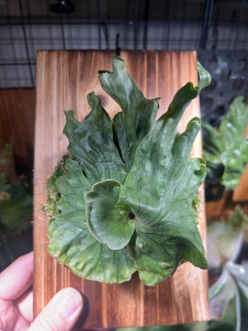 K*R様 P. wandae 'Curling'（ワンダエ・ドワーフ・カーリング