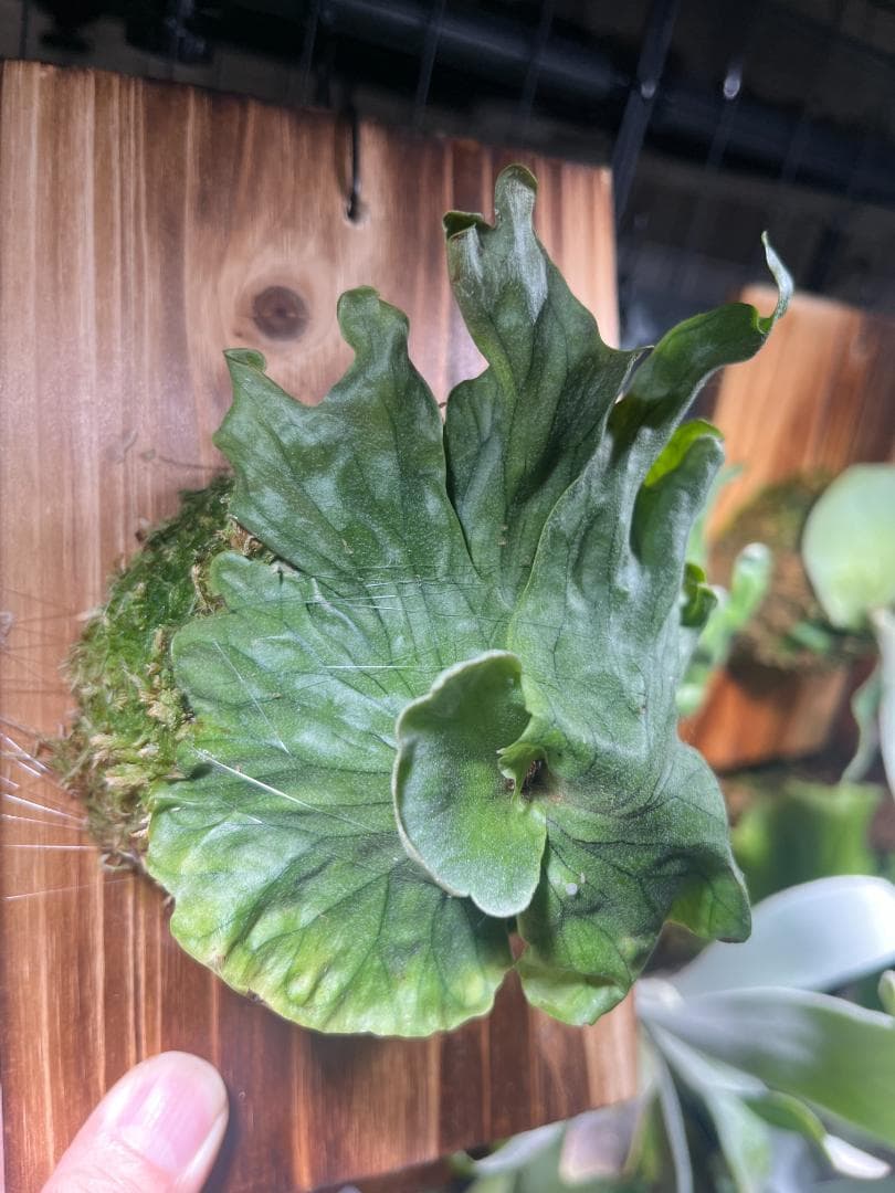 K*R様 P. wandae 'Curling'（ワンダエ・ドワーフ・カーリング