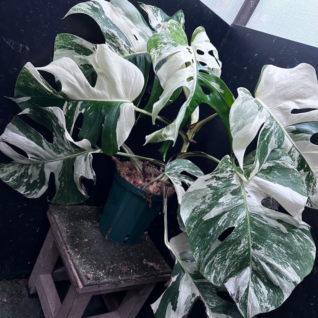M*o様 斑入りモンステラ ホワイトタイガー極美大株57cm白斑多