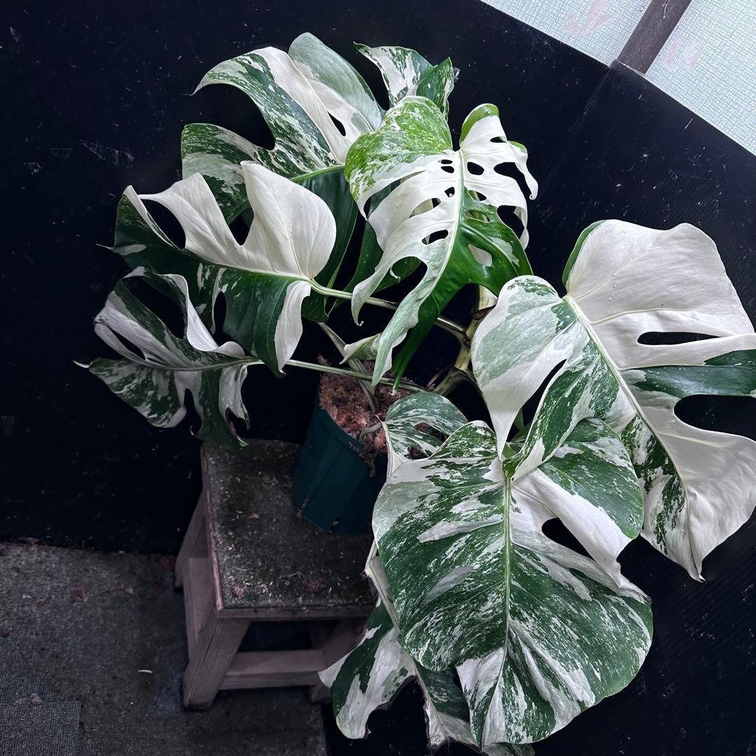 M*o様 斑入りモンステラ ホワイトタイガー極美大株57cm白斑多
