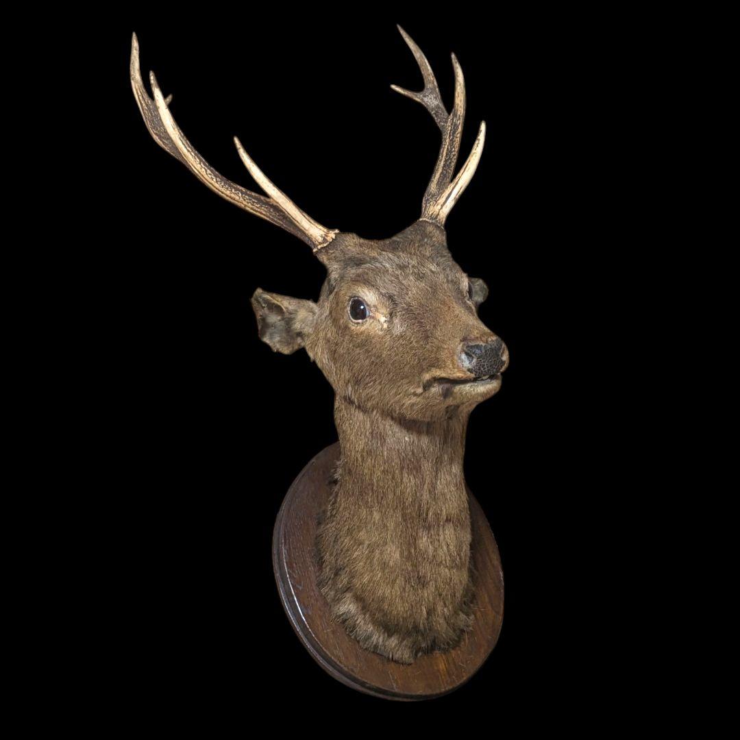 【希少・特大】オス鹿 剥製 ハンティングトロフィー 壁掛け装飾
