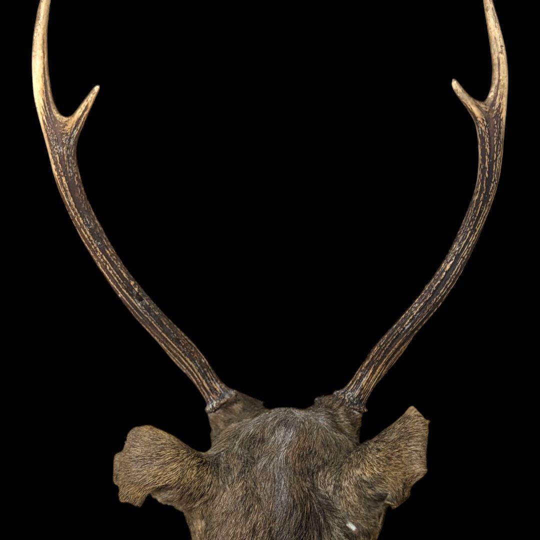 【希少・特大】オス鹿 剥製 ハンティングトロフィー 壁掛け装飾