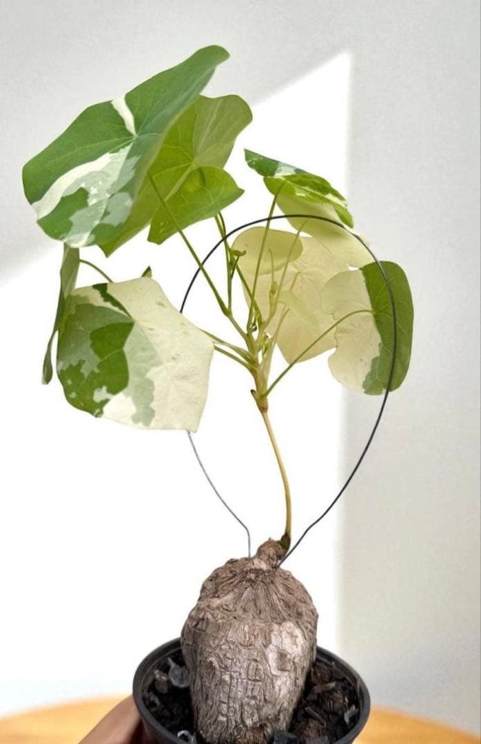 超レア　白斑入り　ステファニア　スベローサ　コーデックス　怪奇植物　球根