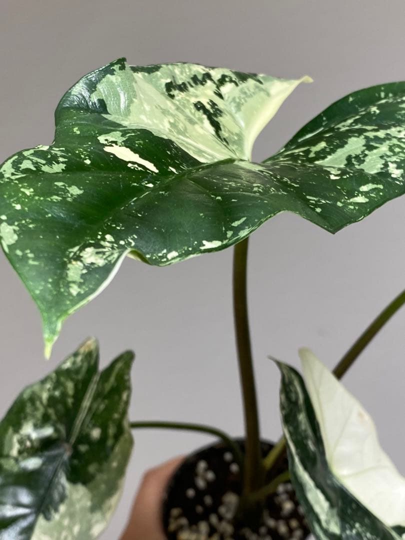 七*草様 【超希少‼️美株✨】アロカシア　シンポ　アルボ　斑入り　白斑　レア　人