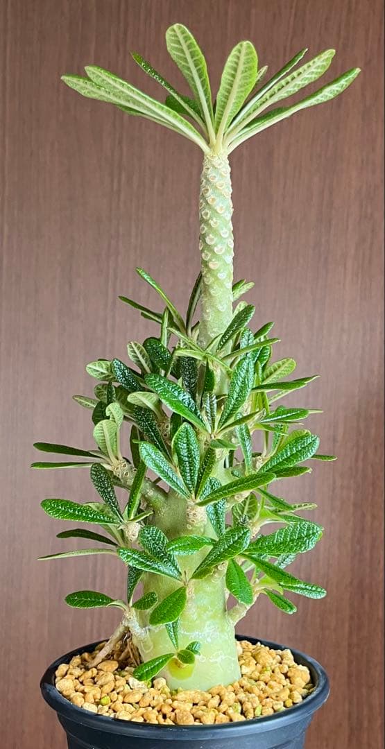 ちゃちゃ丸【レア/塊根植物】ドルステニア ギガス 鉢植え A-6