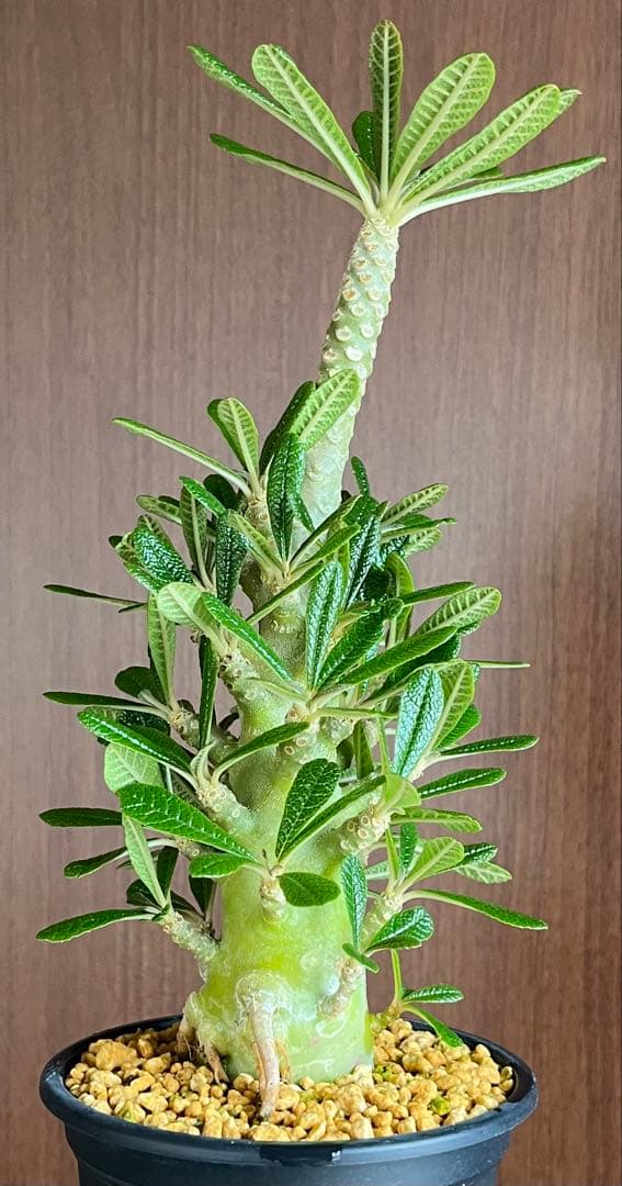 ちゃちゃ丸【レア/塊根植物】ドルステニア ギガス 鉢植え A-6