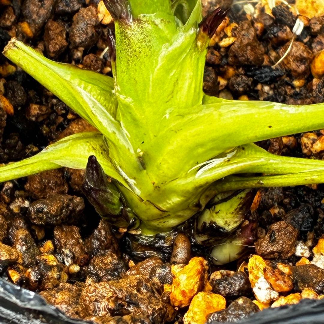 ま*️様 3433☘️花タグ付☘️極上☘️グロッシーカラー⭐️小〜中輪⭐️コンパ