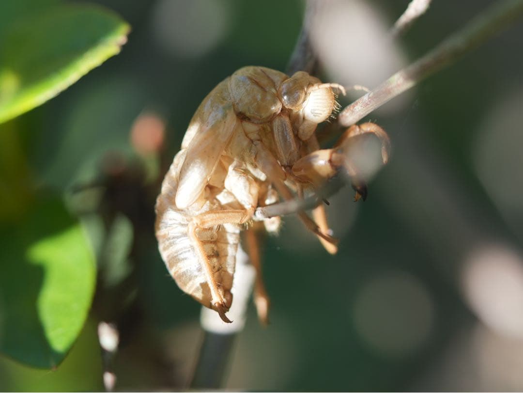 レンズ(単焦点) SONY FE90mm F2.8 Macro G