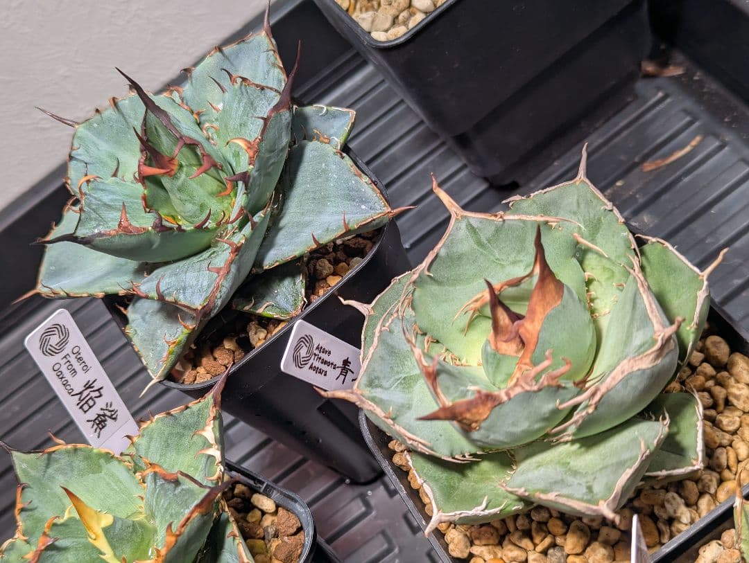 チタノタ「アオガラ 青雀」めちゃくちゃ綺麗な株 タグ鉢付き発送