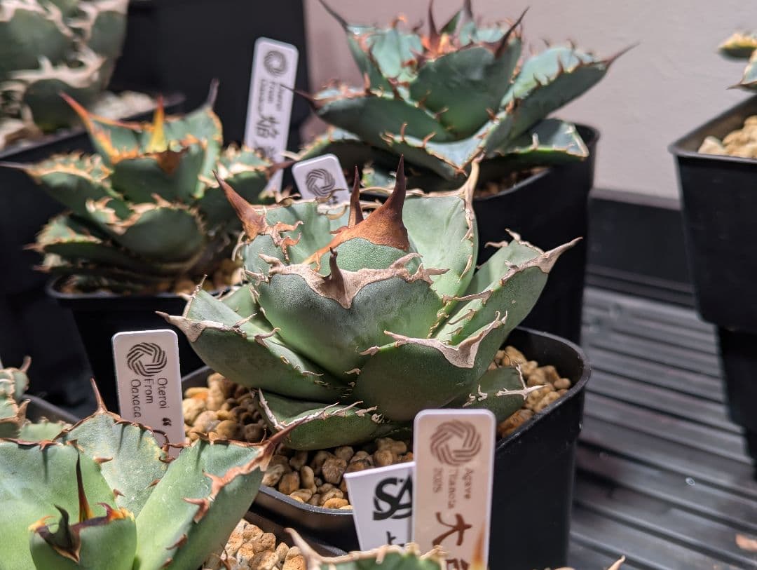 チタノタ「アオガラ 青雀」めちゃくちゃ綺麗な株 タグ鉢付き発送