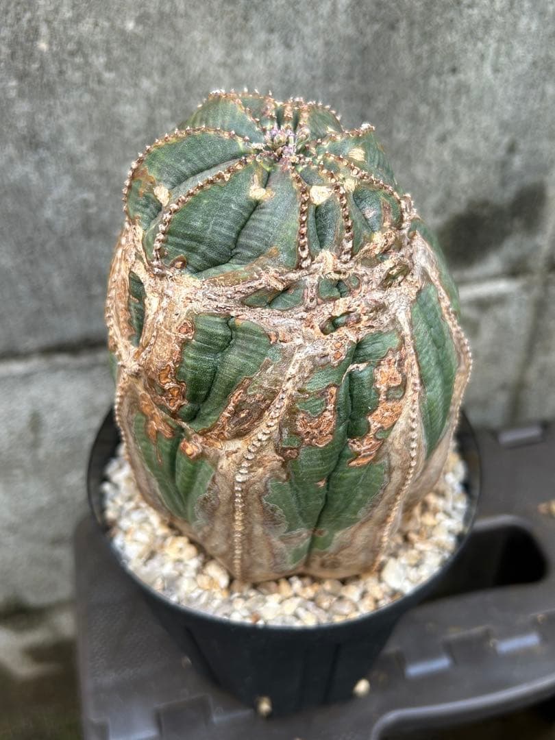 綴化 オベサ 雄 ユーフォルビア