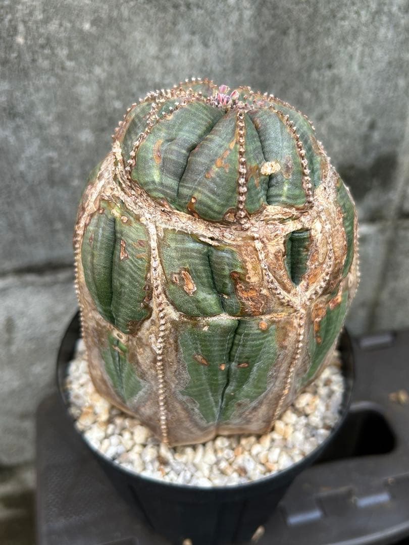 綴化 オベサ 雄 ユーフォルビア