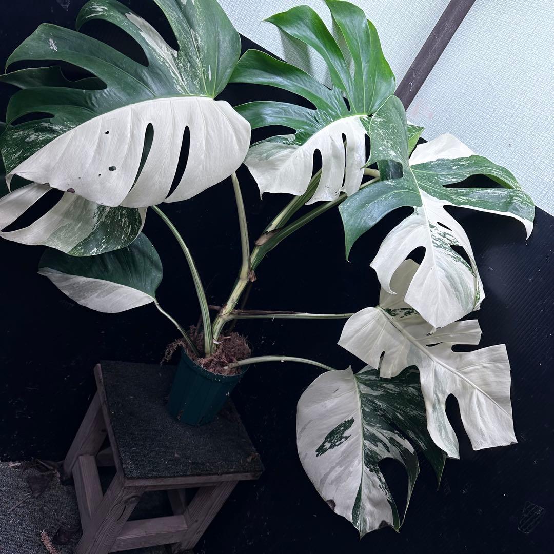 ち*ー様 斑入りモンステラ ホワイトタイガー極美大株82cm白斑多