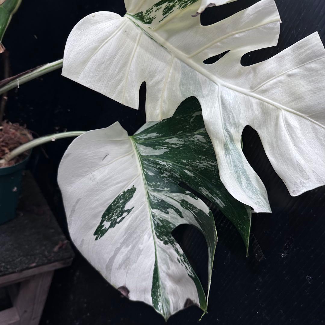ち*ー様 斑入りモンステラ ホワイトタイガー極美大株82cm白斑多