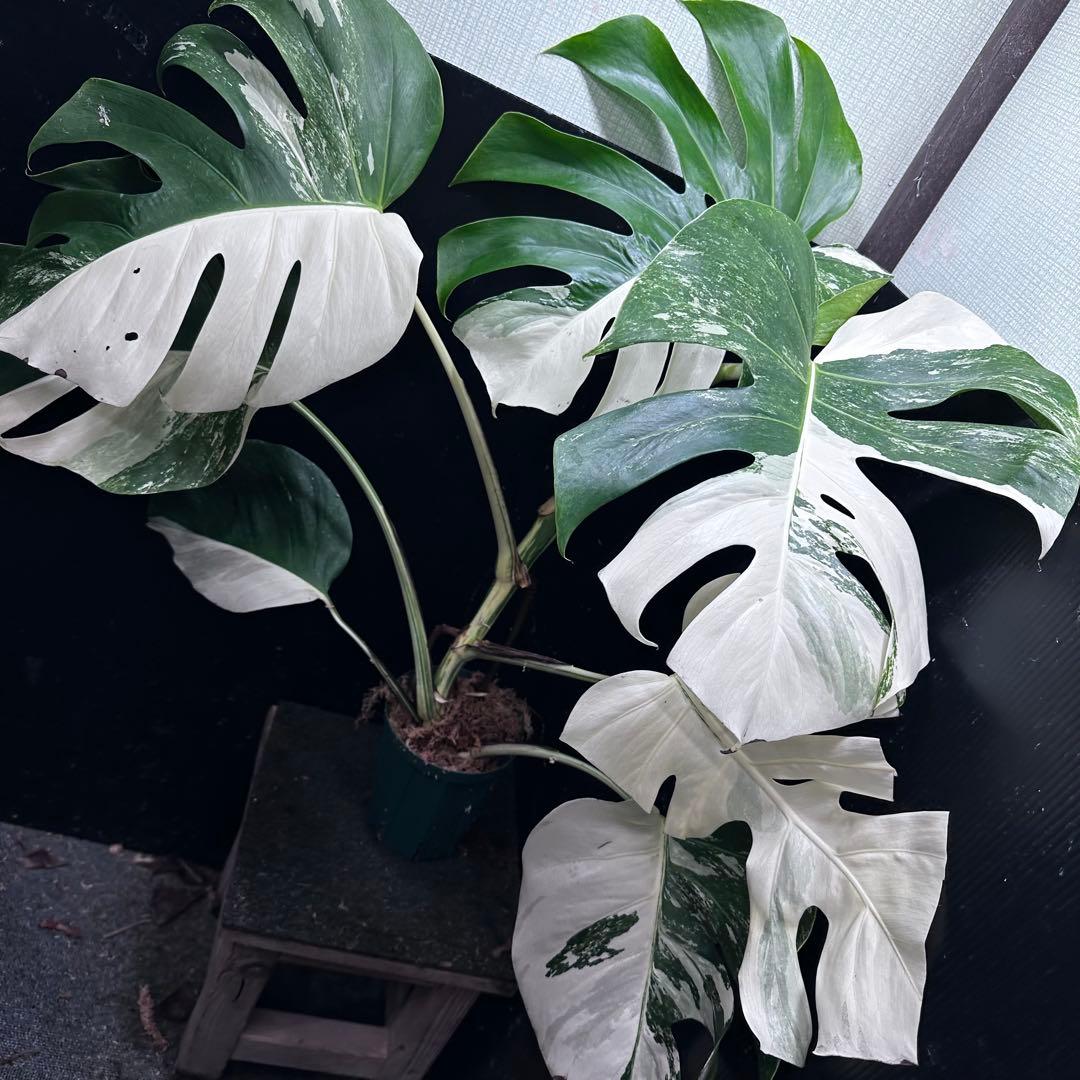 ち*ー様 斑入りモンステラ ホワイトタイガー極美大株82cm白斑多
