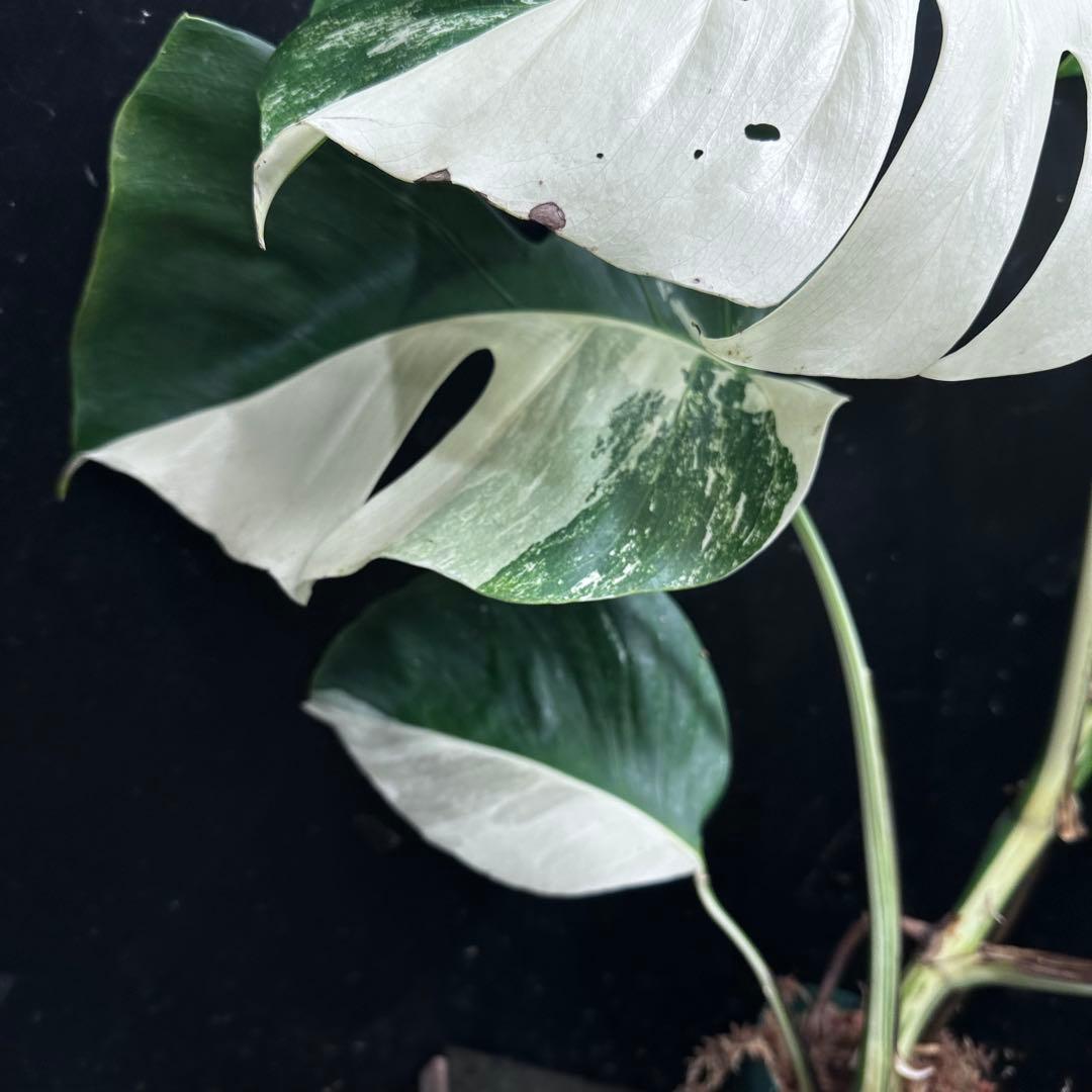 ち*ー様 斑入りモンステラ ホワイトタイガー極美大株82cm白斑多
