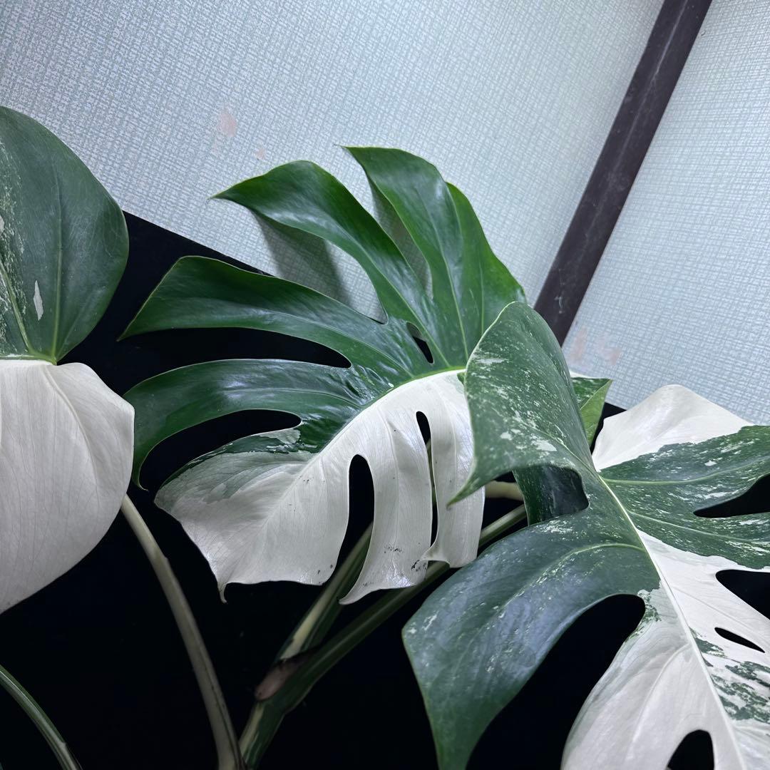 ち*ー様 斑入りモンステラ ホワイトタイガー極美大株82cm白斑多