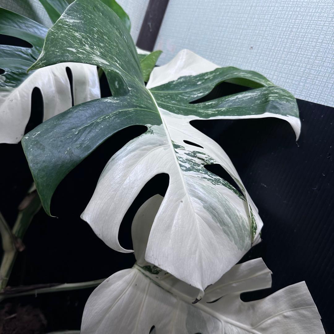 ち*ー様 斑入りモンステラ ホワイトタイガー極美大株82cm白斑多