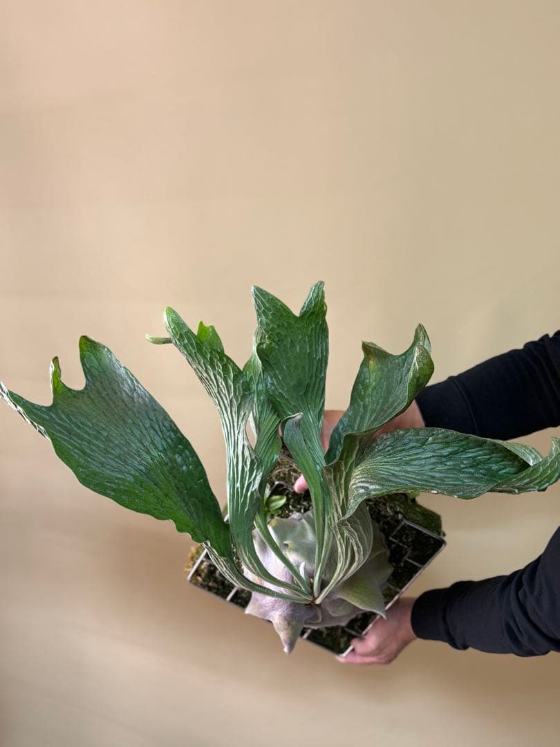 ふ*み様 P. hillii 'Dragon Scale' ②子株ビカクシダ超希