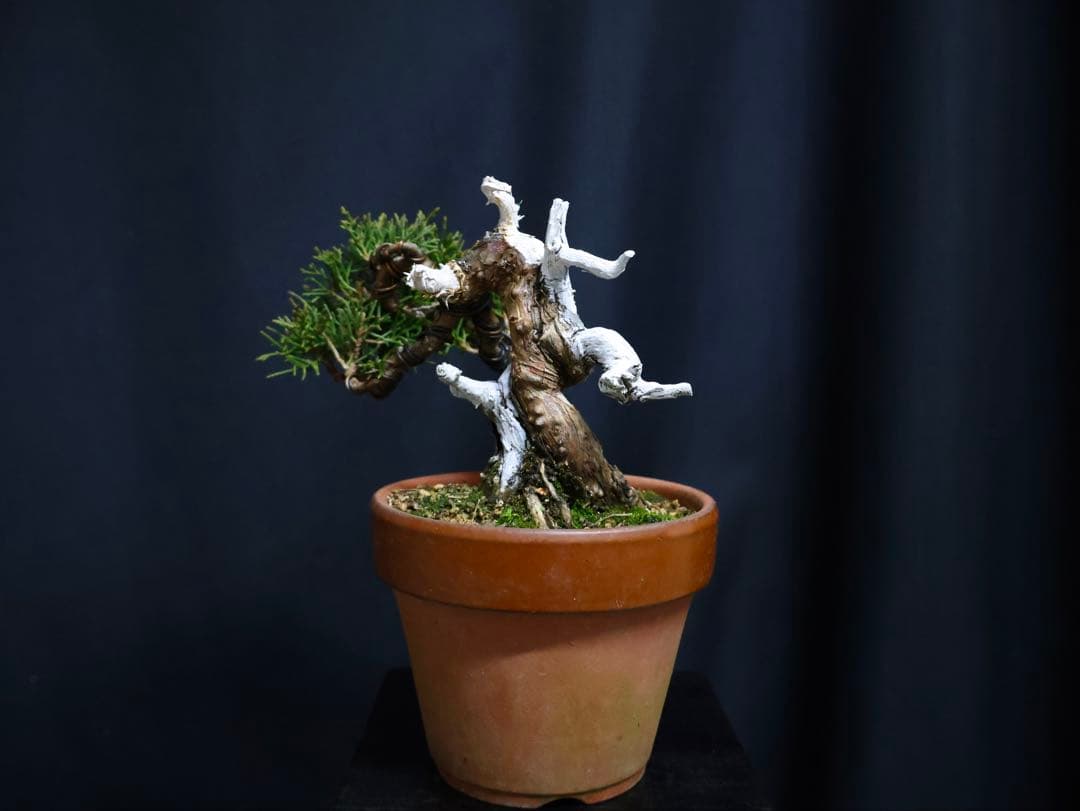 ひ*り様 フォロワー300人記念オークション 糸魚川真柏　葉性抜群　素材小品盆栽