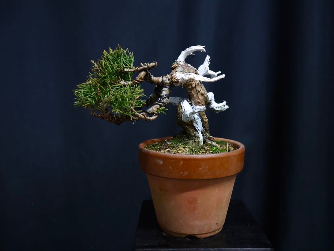 ひ*り様 フォロワー300人記念オークション 糸魚川真柏　葉性抜群　素材小品盆栽