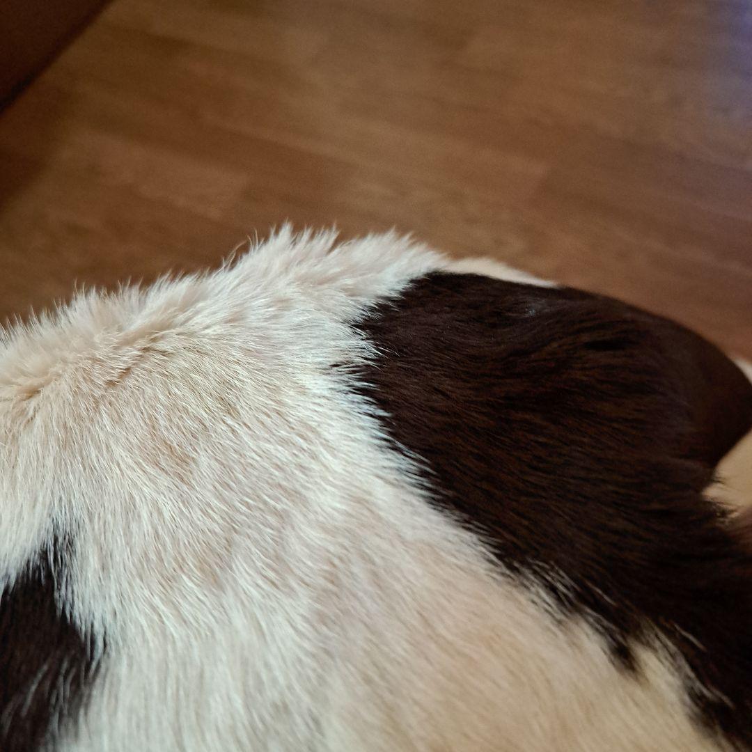 牛革ラグ カウラグ リアルファー 茶色と白