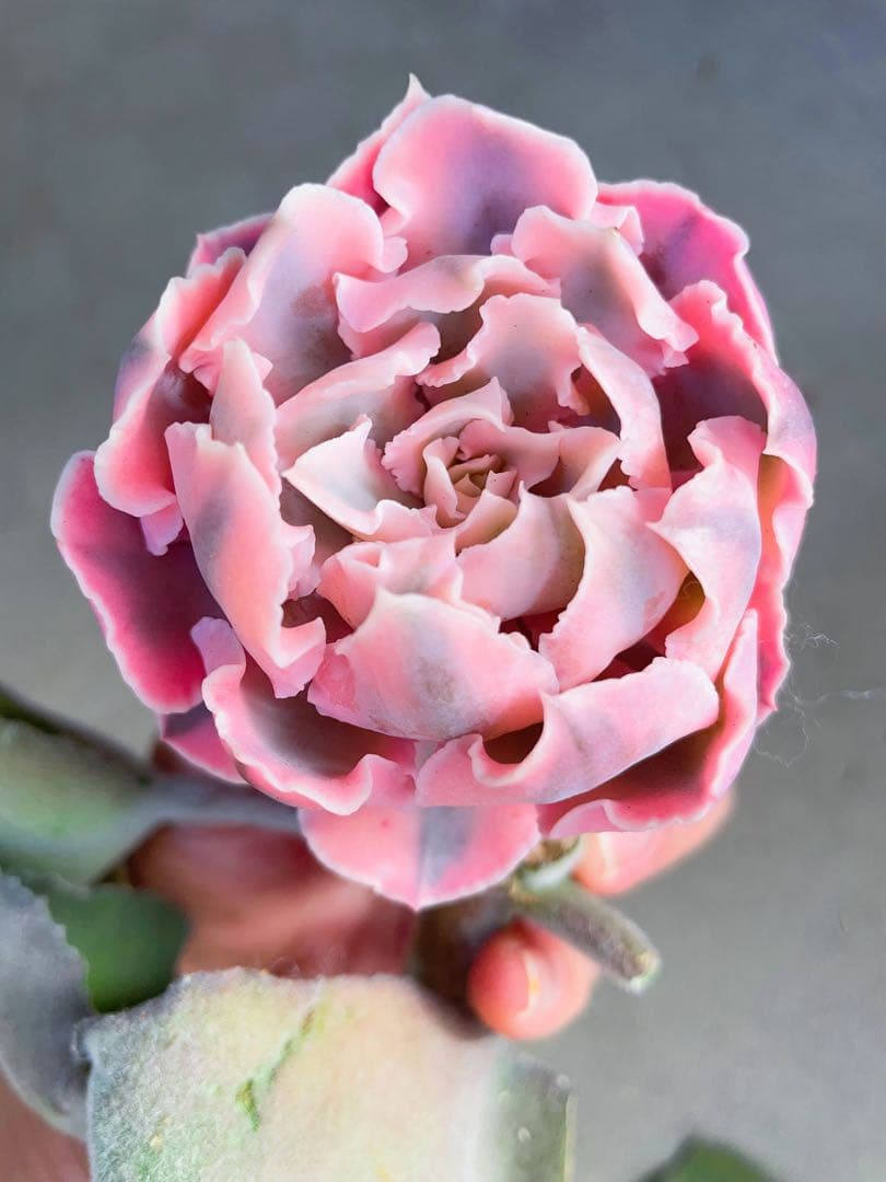 多肉植物　フローレンス錦　エケベリア