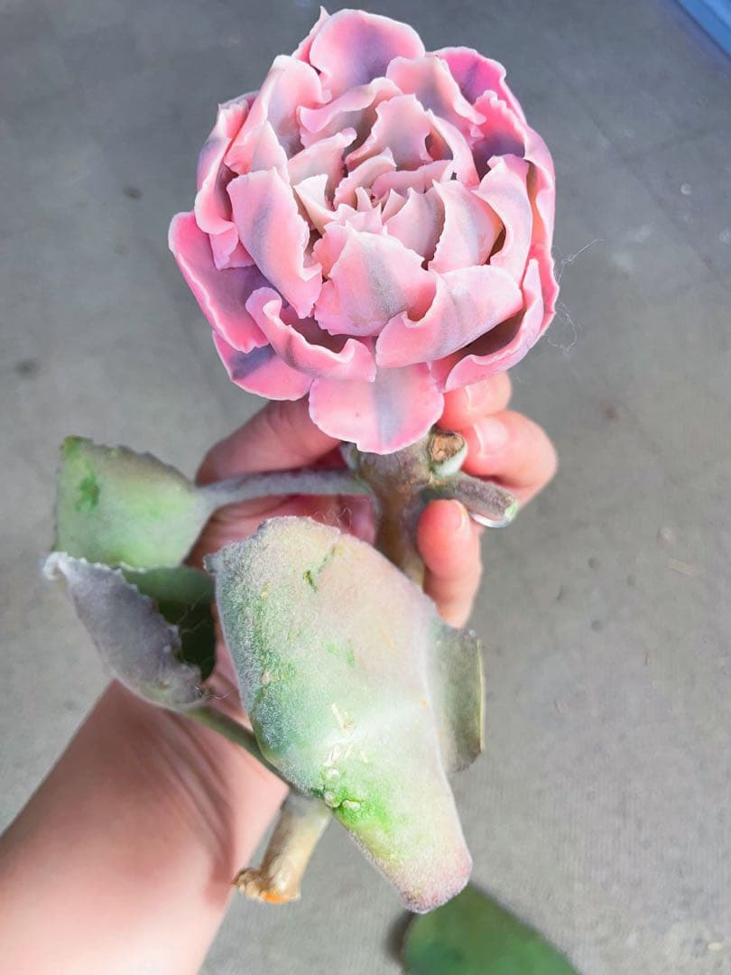 多肉植物　フローレンス錦　エケベリア