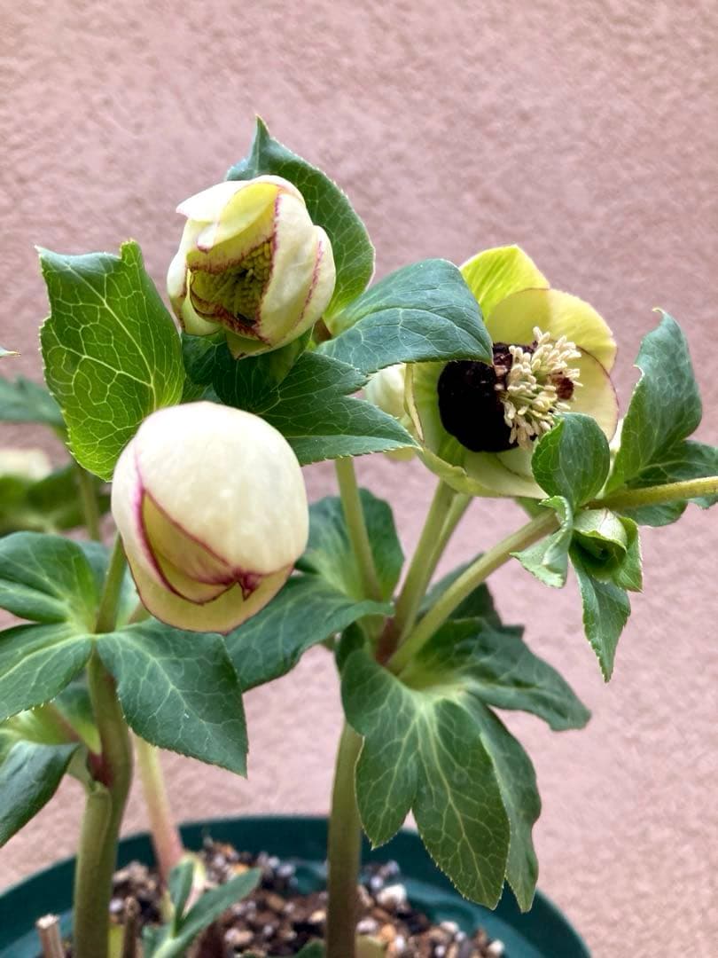 クリスマスローズ開花株 可愛いモーリー毱姫