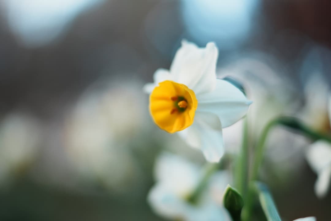 【寄れる】SONY DT 35mm F1.8 SAM SAL35F18 929