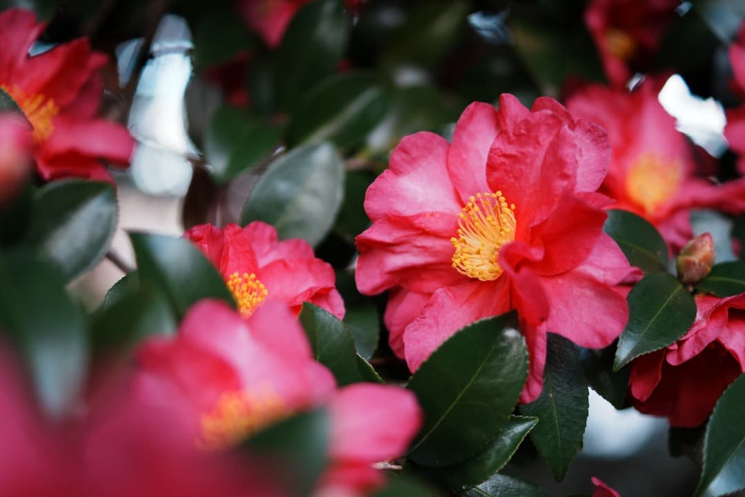 【寄れる】SONY DT 35mm F1.8 SAM SAL35F18 929