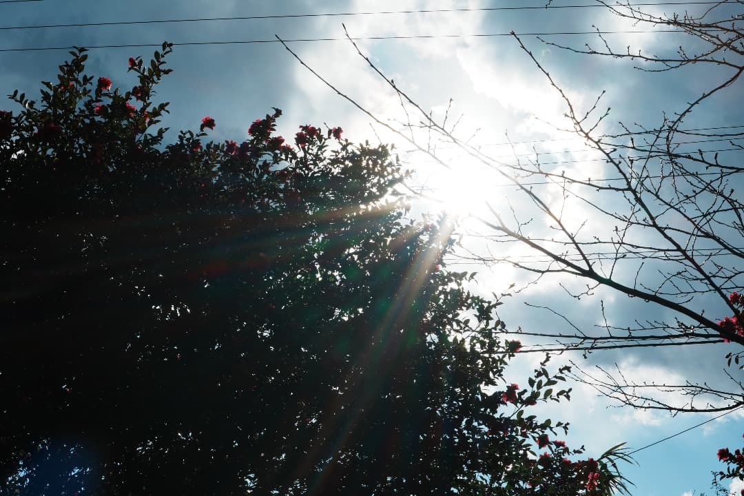 【寄れる】SONY DT 35mm F1.8 SAM SAL35F18 929