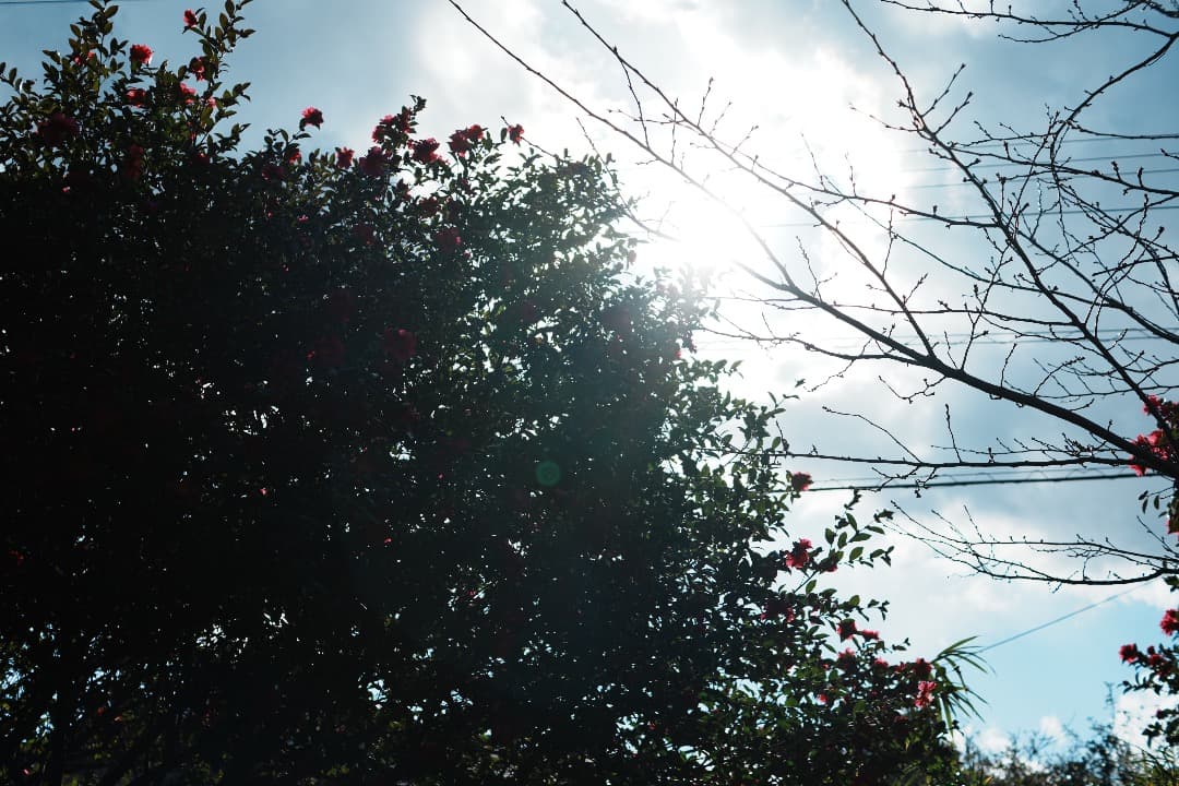 【寄れる】SONY DT 35mm F1.8 SAM SAL35F18 929