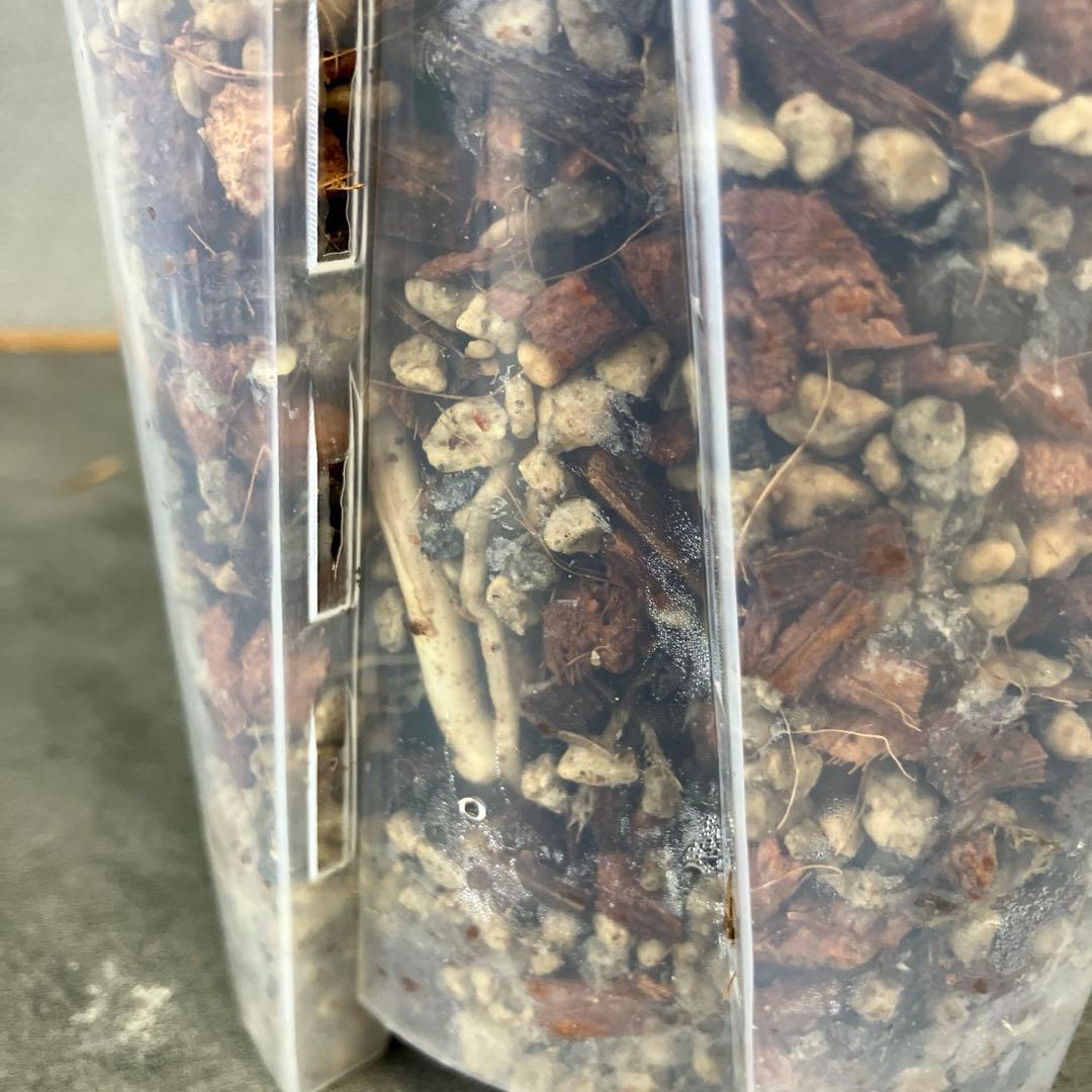 超絶希少❗️モンステラ　デリシオーサ　ホワイトスノー✨