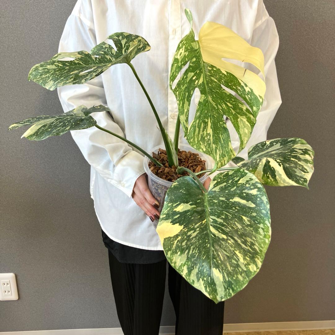 超絶希少❗️モンステラ　デリシオーサ　ホワイトスノー✨