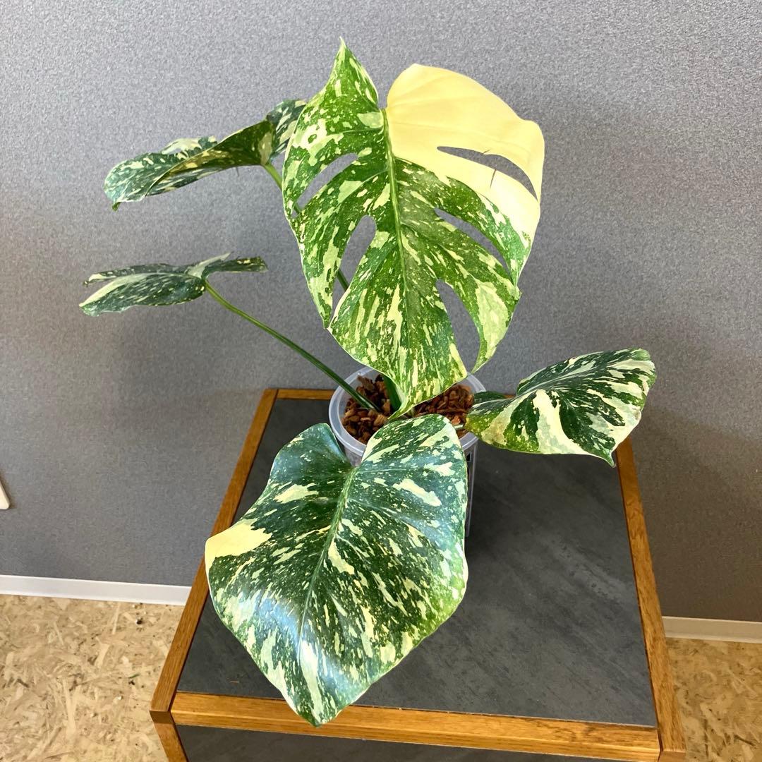 超絶希少❗️モンステラ　デリシオーサ　ホワイトスノー✨