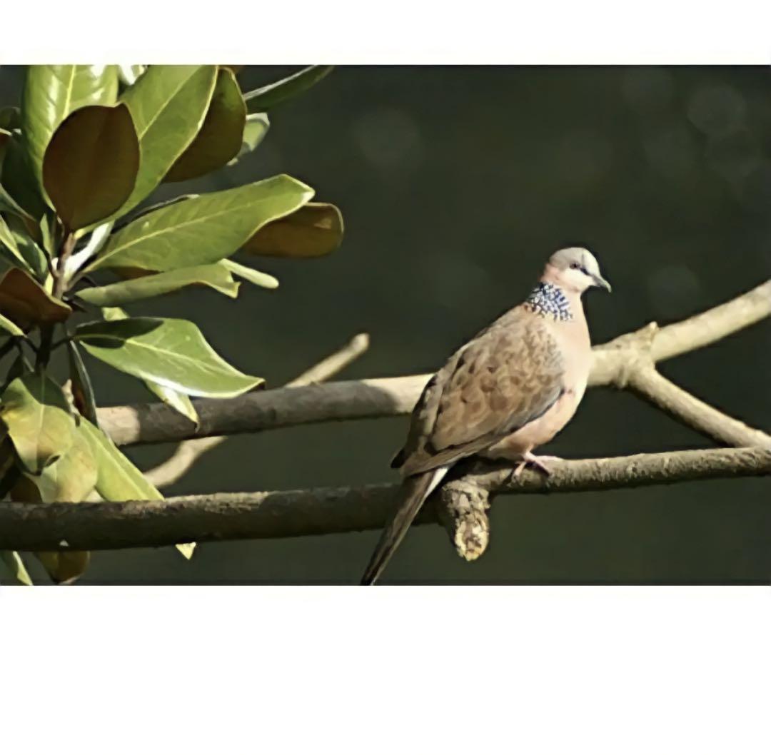 1600mmまでNikonZマウント対応！超望遠レンズ！スーパーズームレンズ！？