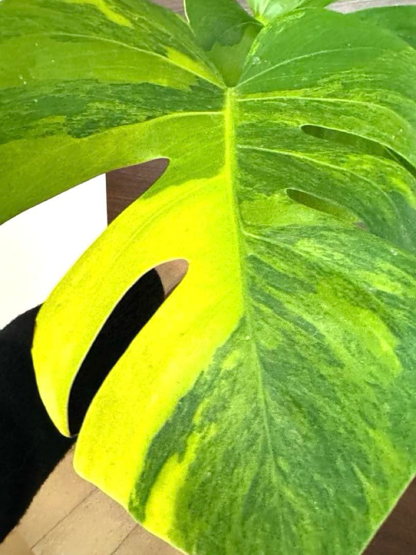 【超希少】モンステラ デリシオーサ イエローマリリン 3葉付き 極斑入り最高級