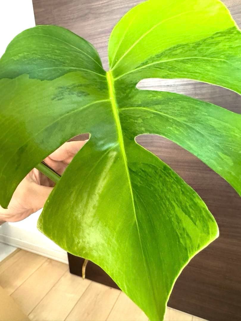 【超希少】モンステラ デリシオーサ イエローマリリン 3葉付き 極斑入り最高級