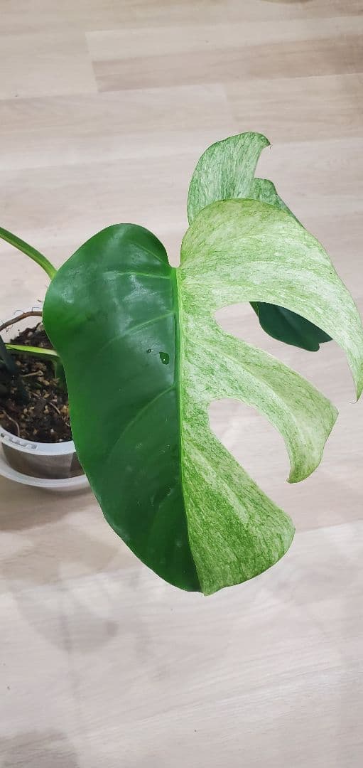 モンステラ ミントMonstera Mint斑入り・良斑・根張り良好