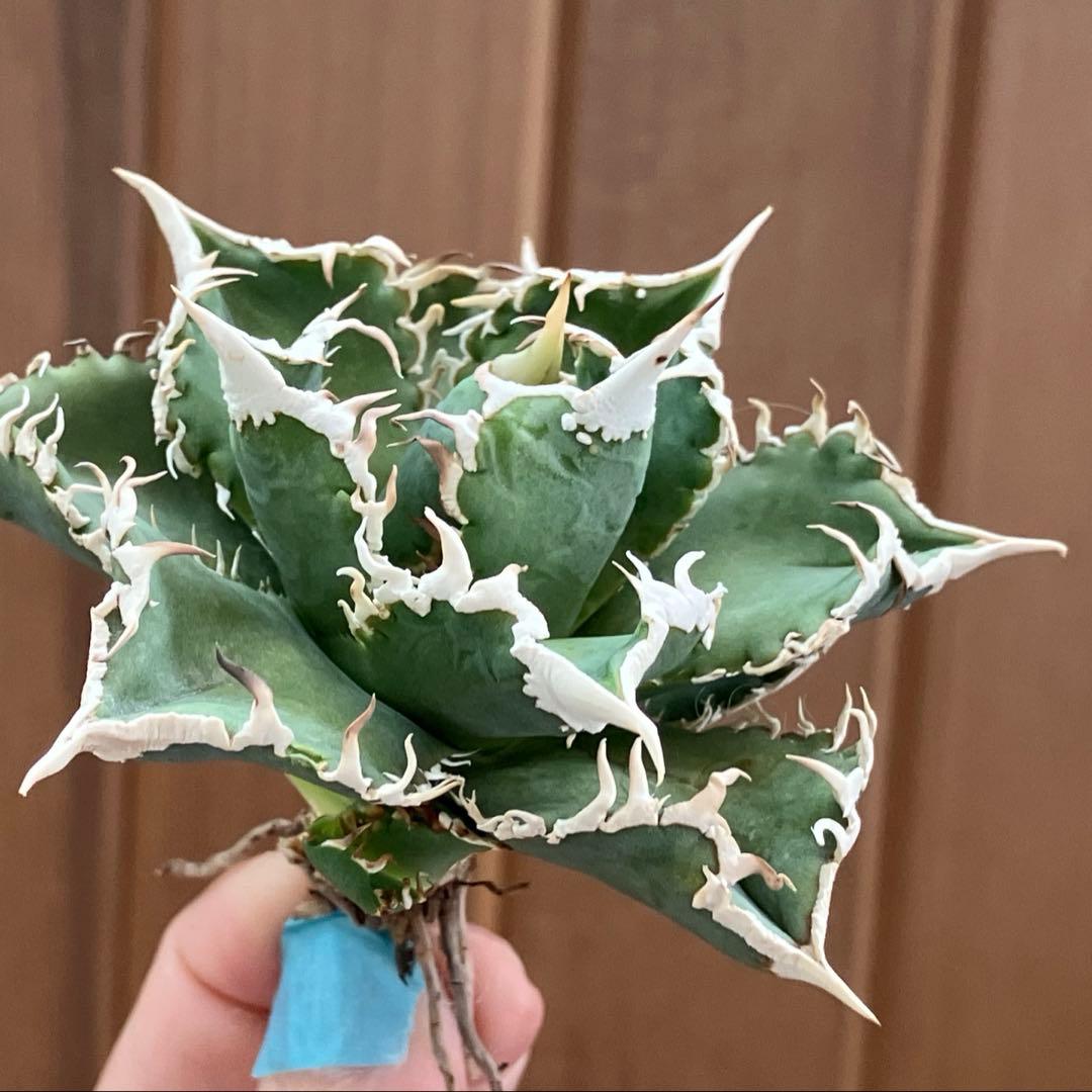 【速達】15 特選　特大　子株付き　アガべ　チタノタ　白豪刺　TC 上澳園芸