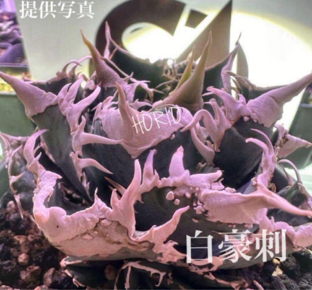 【速達】15 特選　特大　子株付き　アガべ　チタノタ　白豪刺　TC 上澳園芸