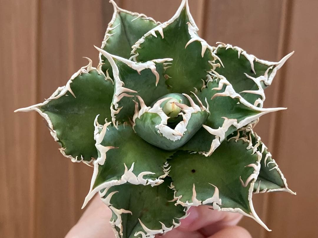 【速達】15 特選　特大　子株付き　アガべ　チタノタ　白豪刺　TC 上澳園芸