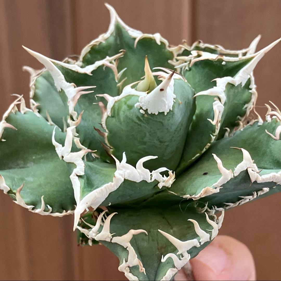 【速達】15 特選　特大　子株付き　アガべ　チタノタ　白豪刺　TC 上澳園芸